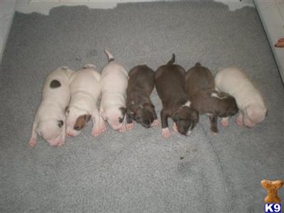American Pit Bull Puppies in FL